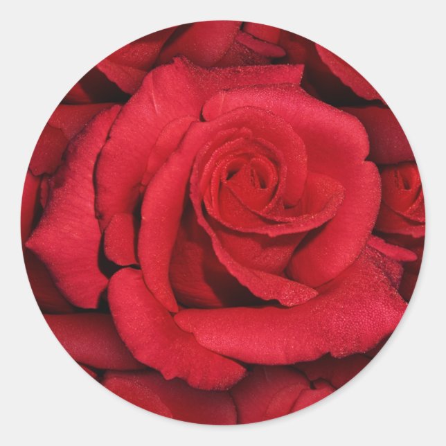 Red roses - elegant & stylish classic round sticker (Front)