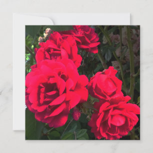 Red Roses Flowers Thank You Card