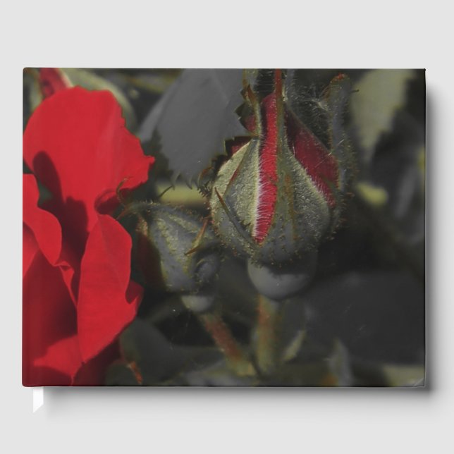 red roses in black Wedding guestbook, festive Guest Book (Front)