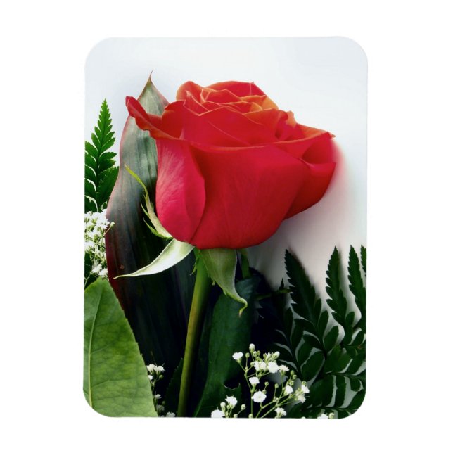 Red roses magnet (Vertical)