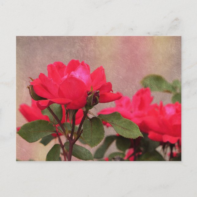 Red Roses Postcard (Front)