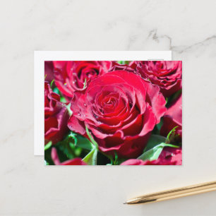 Red Roses Postcard