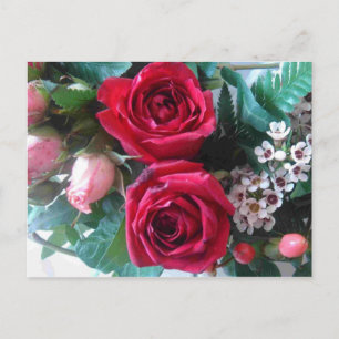 Red Roses  Postcard