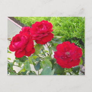Red Roses Postcard