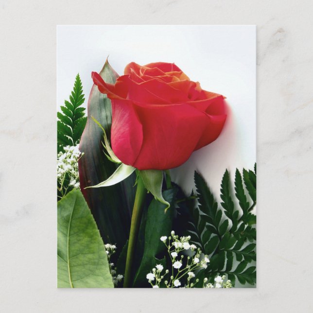 Red roses postcard (Front)