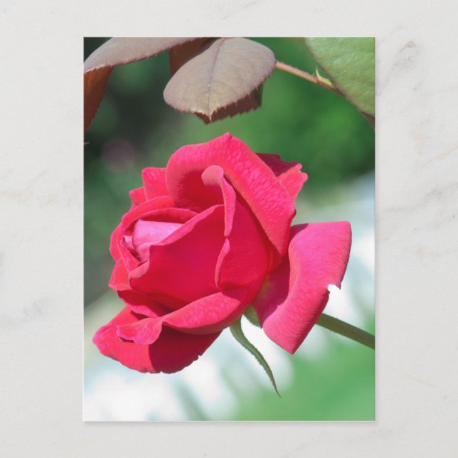 Red roses postcard (Front)