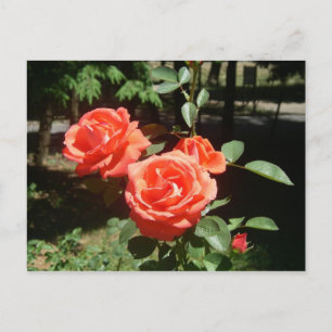 Red Roses Postcard