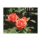 Red Roses Postcard