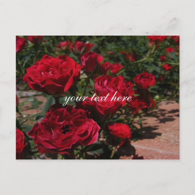 Red Roses Postcard (Front)