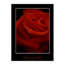 red roses poster