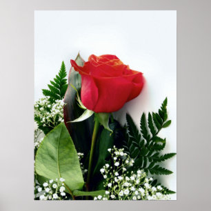 Red roses poster