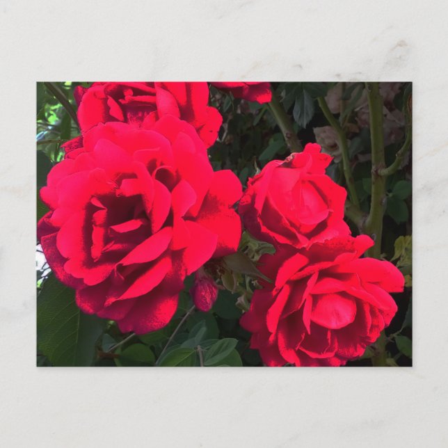 Red Roses Rosarium Postcard (Front)