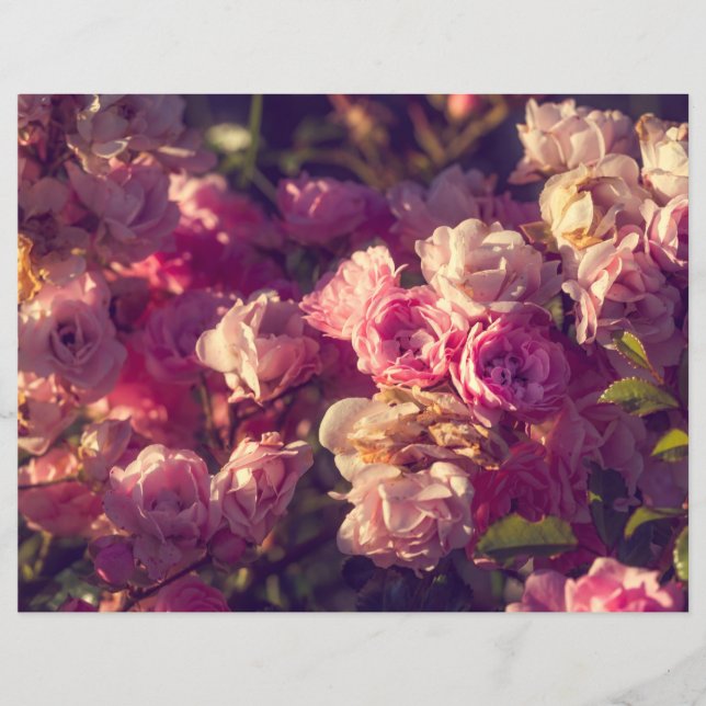 Red roses shrub (Front)