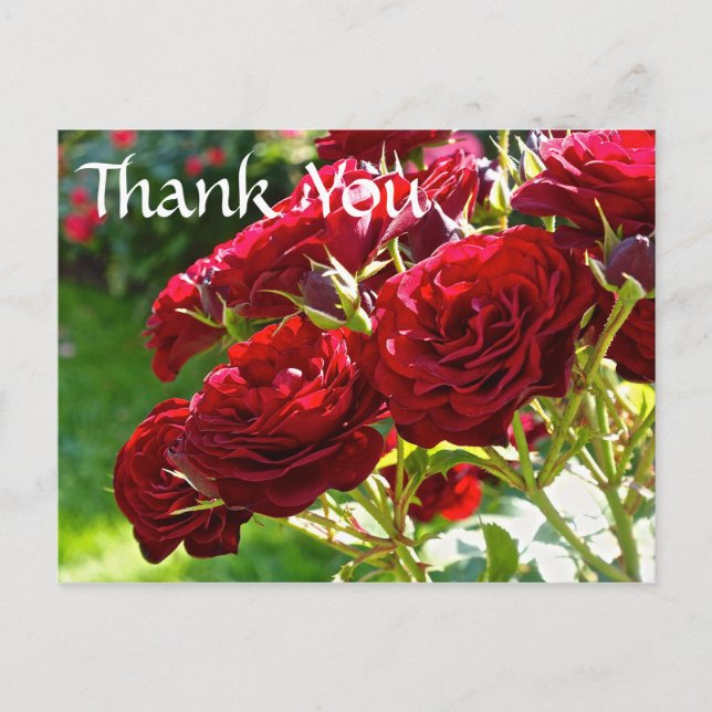 Red Roses Thank You Postcard (Front)