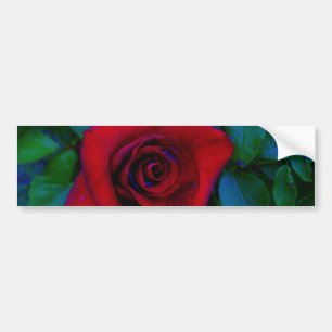 Red Roses with blue tones Bumper Sticker