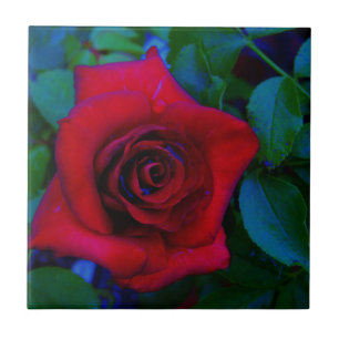 Red Roses with blue tones Ceramic Tile