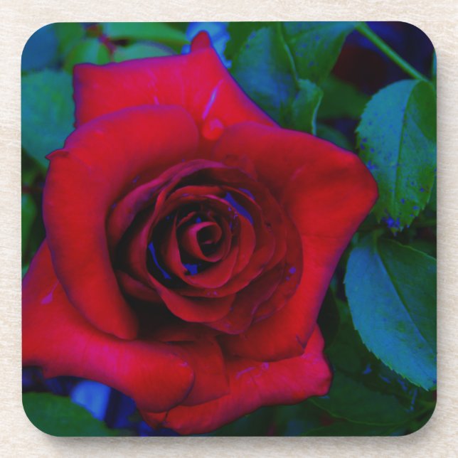 Red Roses with blue tones Coaster (Front)