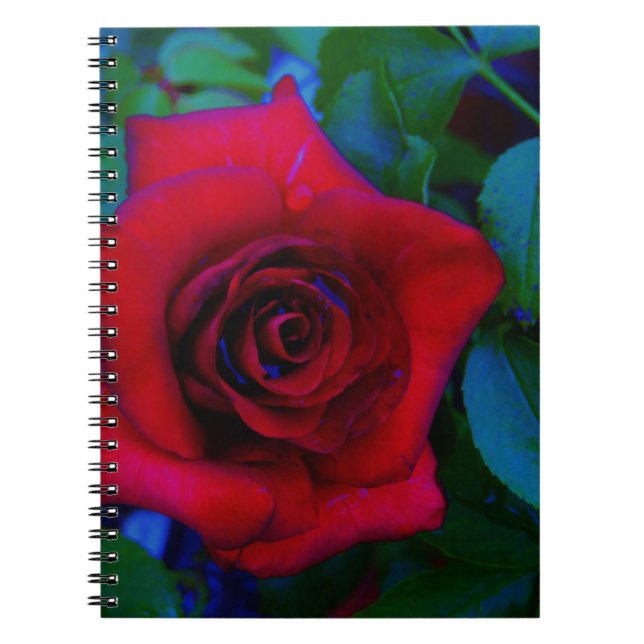 Red Roses with blue tones Notebook (Front)