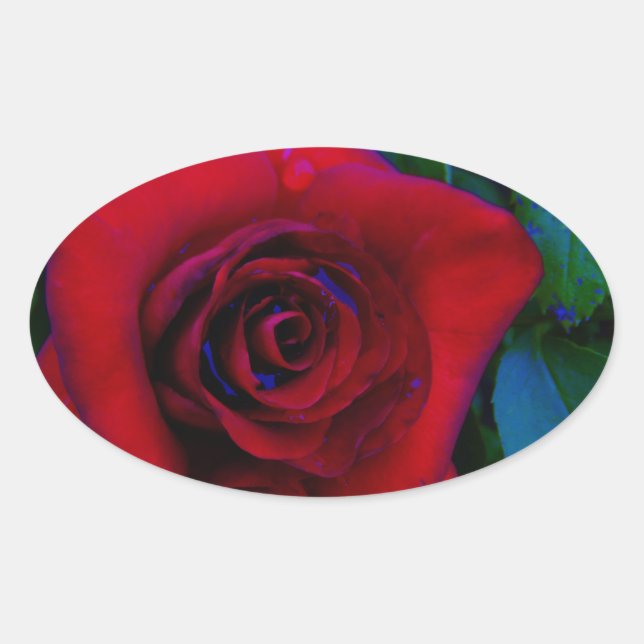Red Roses with blue tones Oval Sticker (Front)