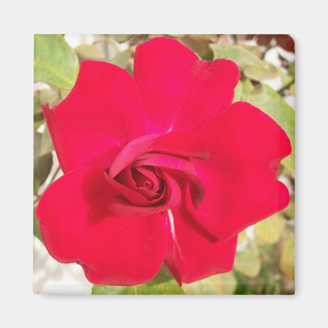 Red Rosy Magnet (Front)