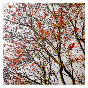 Red rowan fruits or ash berries ceramic tile