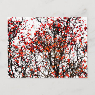 Red rowan fruits or ash berries postcard