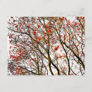 Red rowan fruits or ash berries postcard