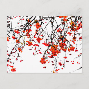 Red rowan fruits or ash berries postcard