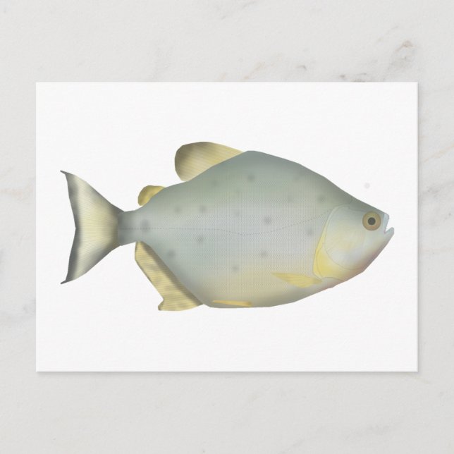 Red Ruby Piranha Postcard (Front)