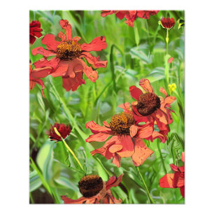 RED RUDBECKIA FLOWERS PHOTO PRINT