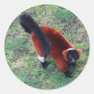 Red Ruffed Lemur #1-2 Stickers