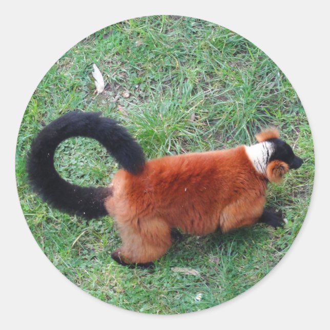 Red Ruffed Lemur #2 Stickers (Front)