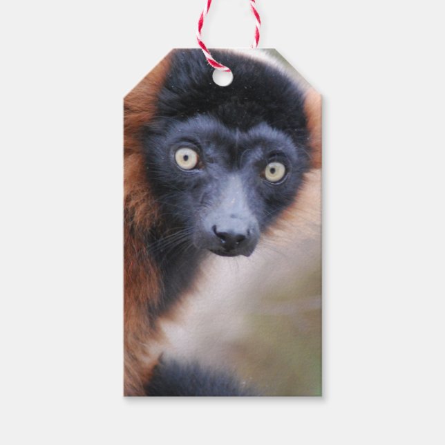 Red Ruffed Lemur Gift Tags (Front)