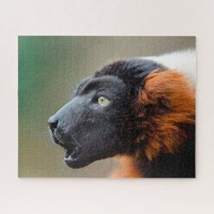 Red Ruffed Lemur. Jigsaw Puzzle