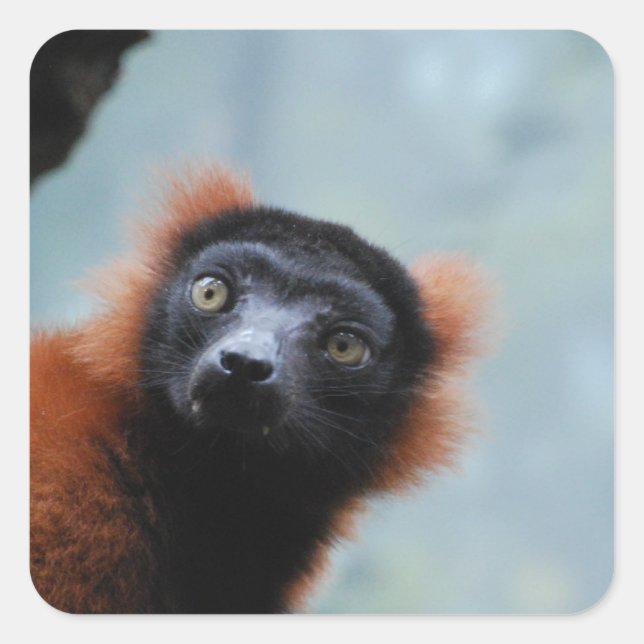 Red Ruffed Lemur  Stickers (Front)