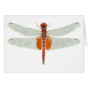 Red Saddlebags Dragonfly Watercolor