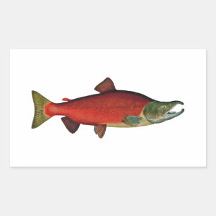 Red Salmon (spawning phase) Rectangular Sticker