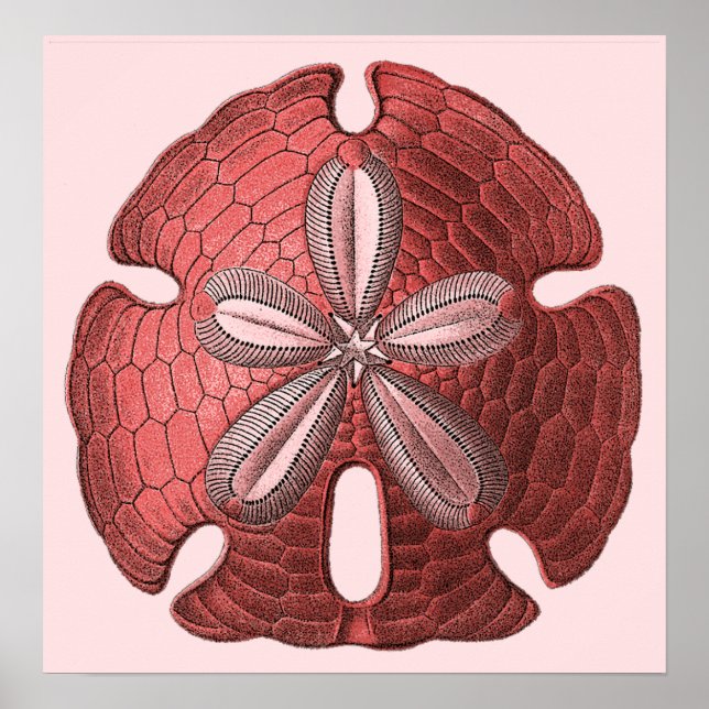 Red Sand Dollar Poster Print (Front)