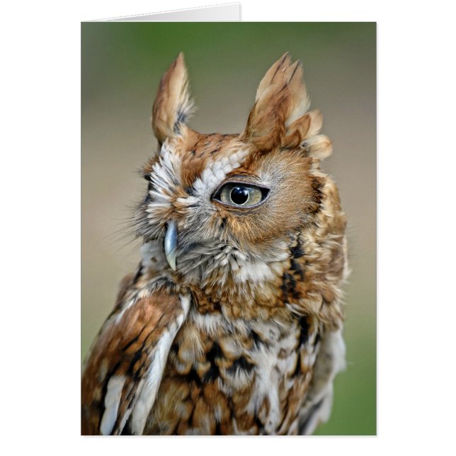 Red Screech Owl (Front)