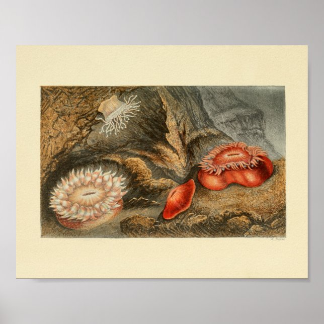 Red Sea Anemone Colour marine Art Print (Front)