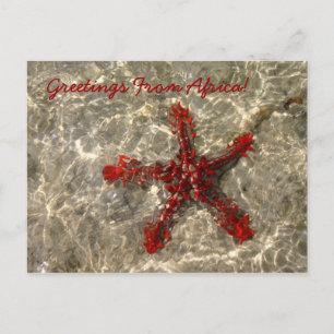 Red Sea Star - Postcard