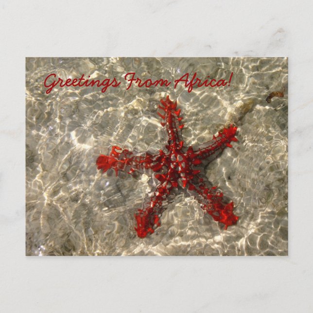 Red Sea Star - Postcard (Front)