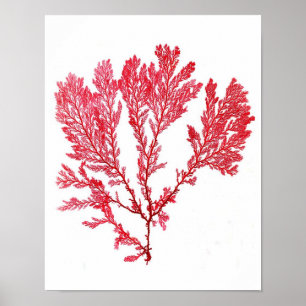 Red Seaweed Art Print No.3 Beach Decor