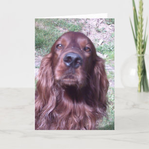 Red setter card