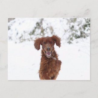 Red Setter Postcard