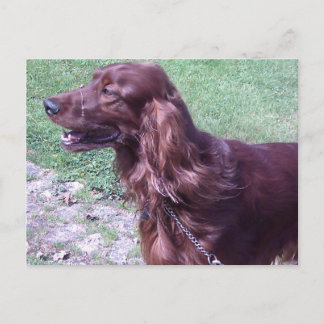 Red setter postcard