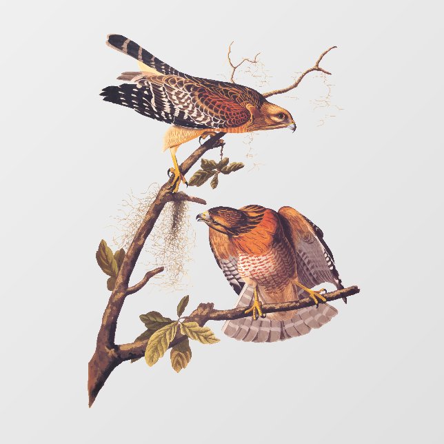 Red Shouldered Hawk Audubon Bird of Prey (Sheet)