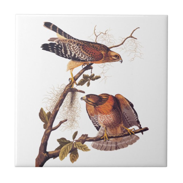 Red Shouldered Hawk Audubon Bird of Prey Ceramic Tile (Front)