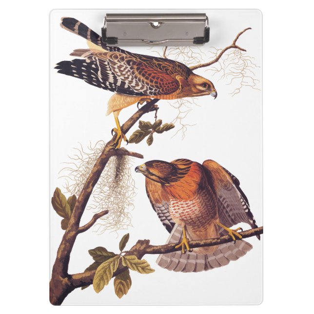 Red Shouldered Hawk Audubon Bird of Prey Clipboard (Front)