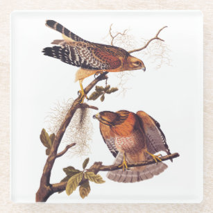 Red Shouldered Hawk Audubon Bird of Prey Glass Coaster